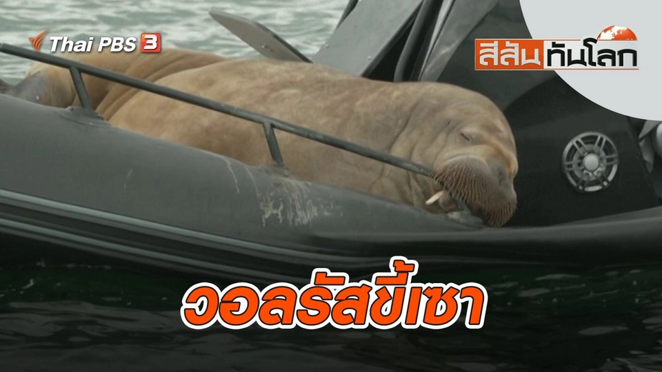 วอลรัสขี้เซา | สีสันทันโลก | 30 ก.ค. 65