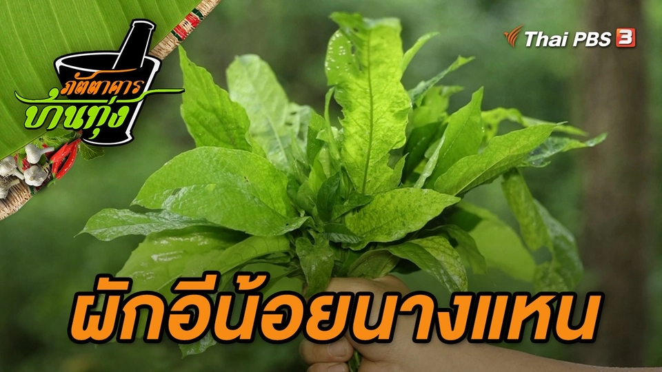 ผักอีน้อยนางแหน