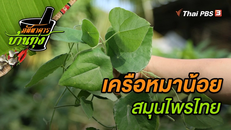 เครือหมาน้อย