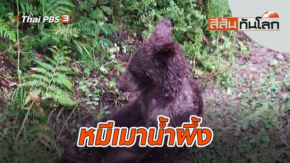 หมีเมาน้ำผึ้ง | สีสันทันโลก | 21 ส.ค. 65