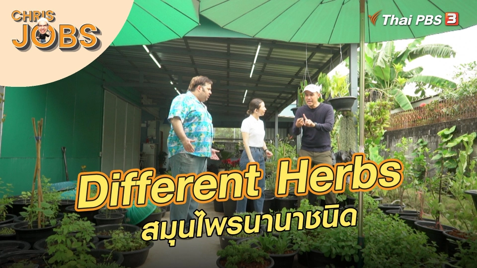 Different Herbs