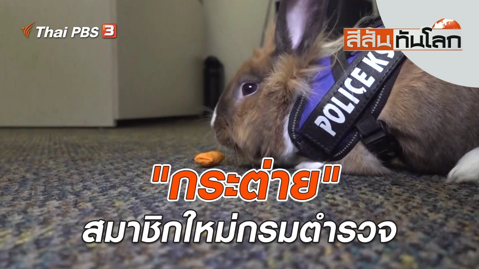 "กระต่าย" สมาชิกใหม่กรมตำรวจ | สีสันทันโลก | 16 เม.ย. 66