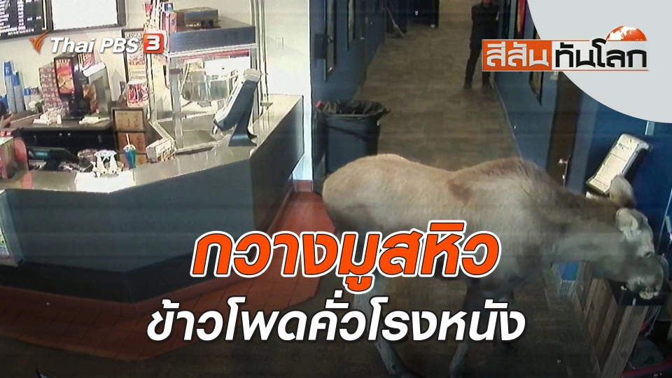 กวางมูสหิวข้าวโพดคั่วโรงหนัง | สีสันทันโลก | 30 เม.ย. 66