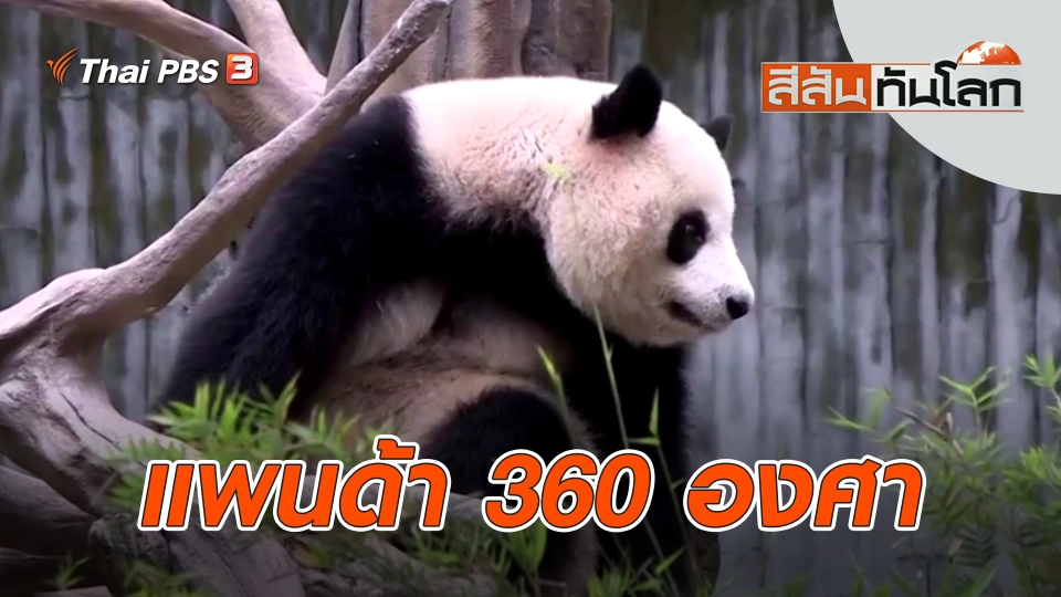 แพนด้า 360 องศา | สีสันทันโลก | 21 ม.ค. 66