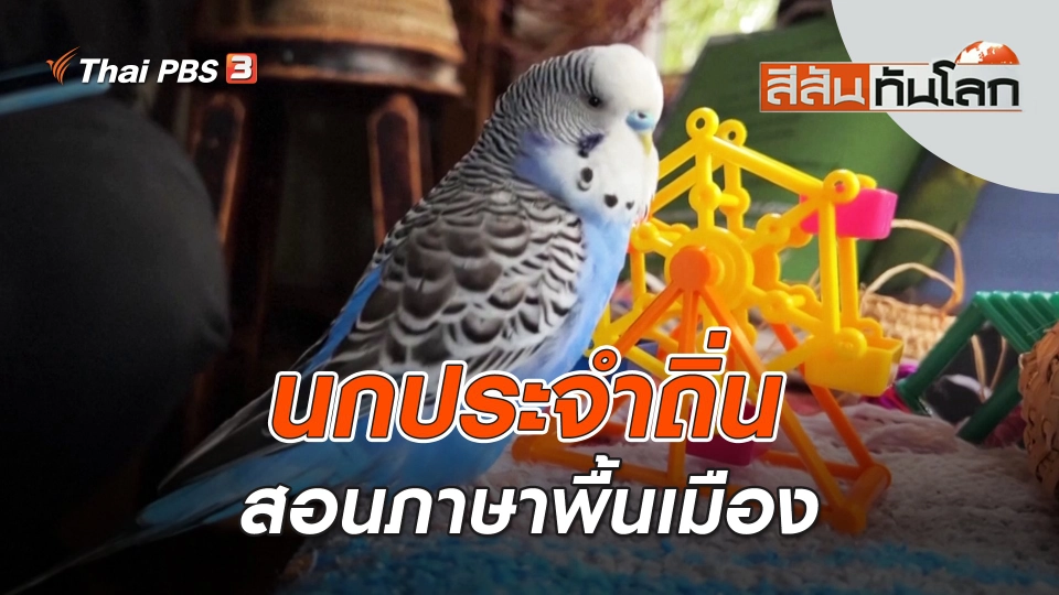 นกประจำถิ่นสอนภาษาพื้นเมือง | สีสันทันโลก | 28 ม.ค. 66