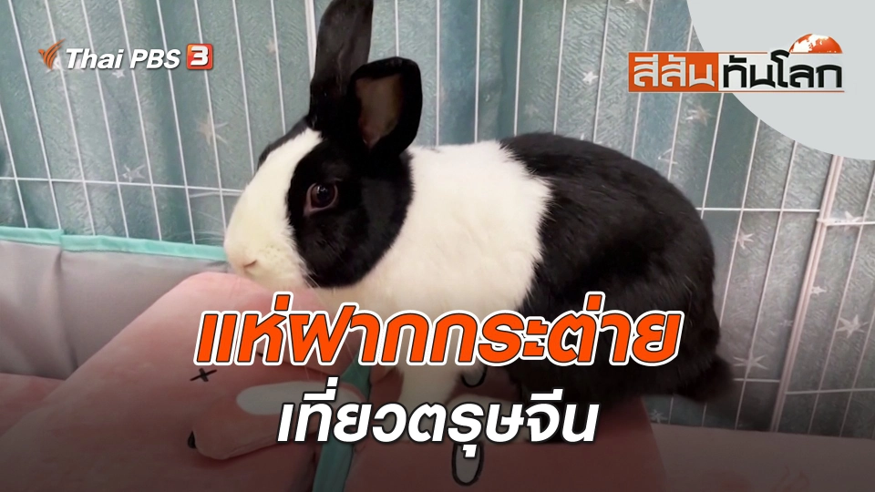 แห่ฝากกระต่ายเที่ยวตรุษจีน | สีสันทันโลก | 29 ม.ค. 66