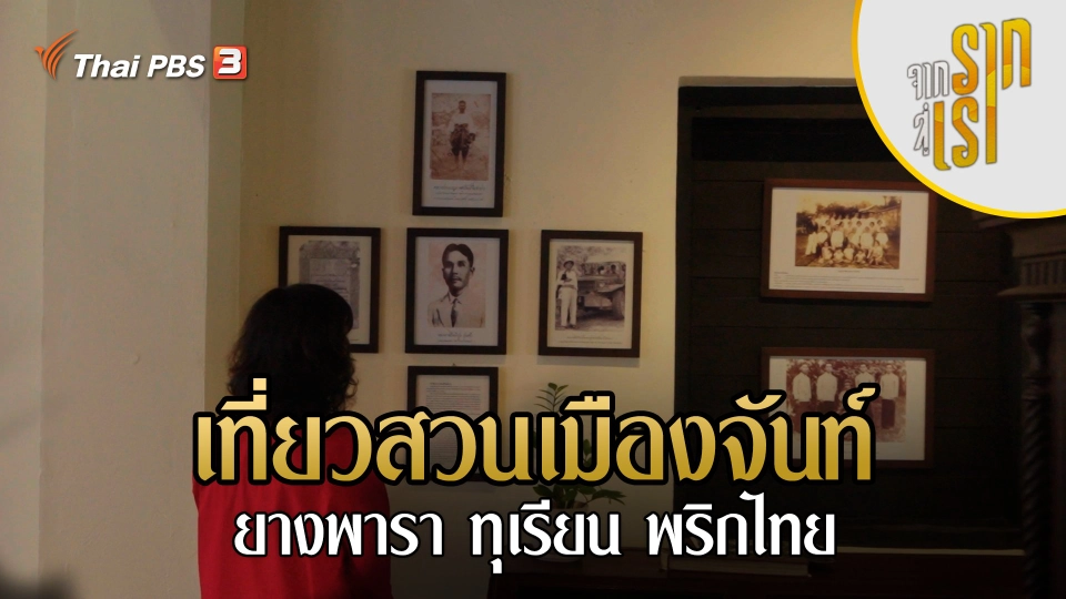 เที่ยวสวนเมืองจันท์ ยางพารา ทุเรียน พริกไทย