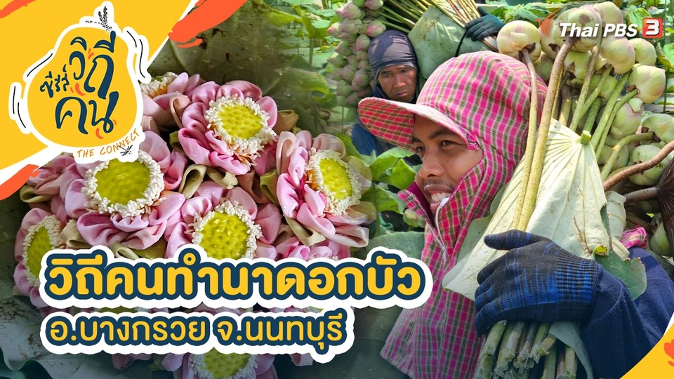 วิถีคนทำนาดอกบัว อ.บางกรวย จ.นนทบุรี