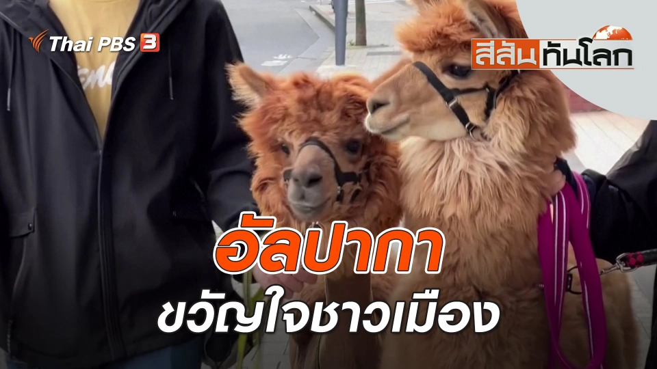 อัลปากาขวัญใจชาวเมือง | สีสันทันโลก | 25 มิ.ย. 66