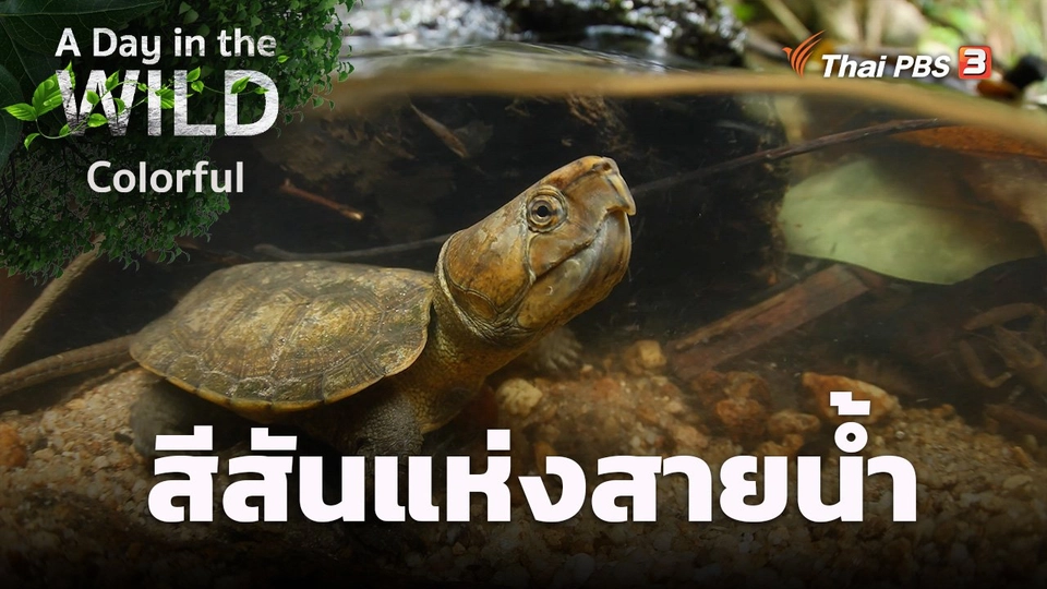 สีสันแห่งสายน้ำ