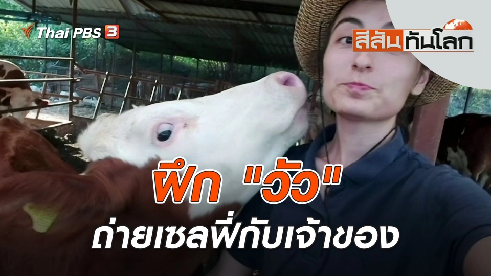ฝึก "วัว" ถ่ายเซลฟี่กับเจ้าของ | สีสันทันโลก | 29 ก.ค. 66