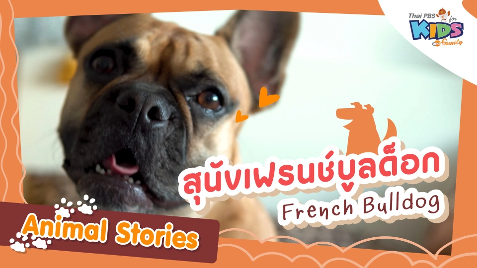 สุนัขเฟรนช์บูลด็อก
