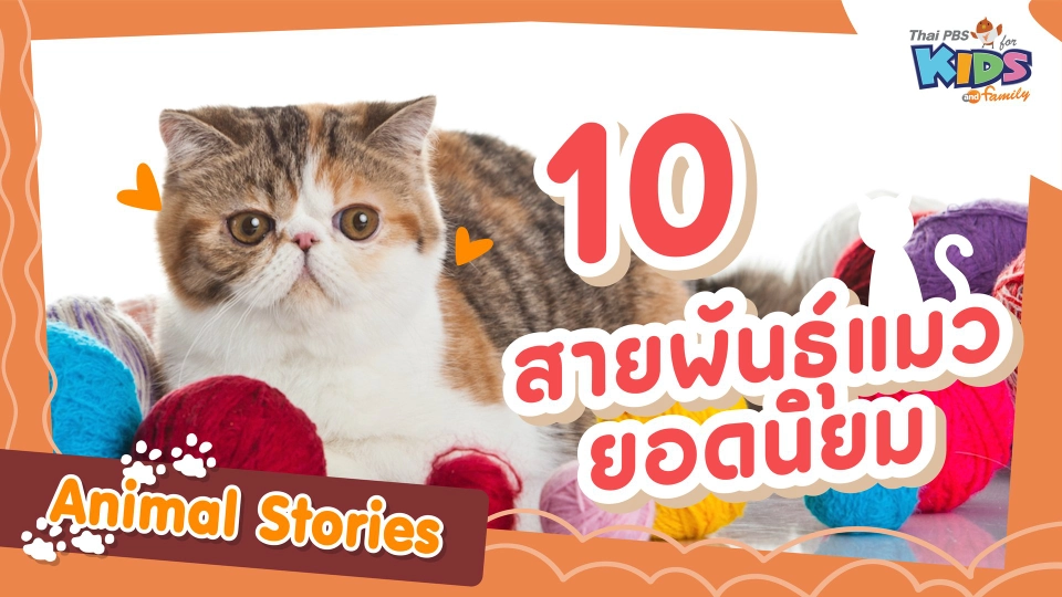 10 สายพันธุ์แมวยอดนิยม