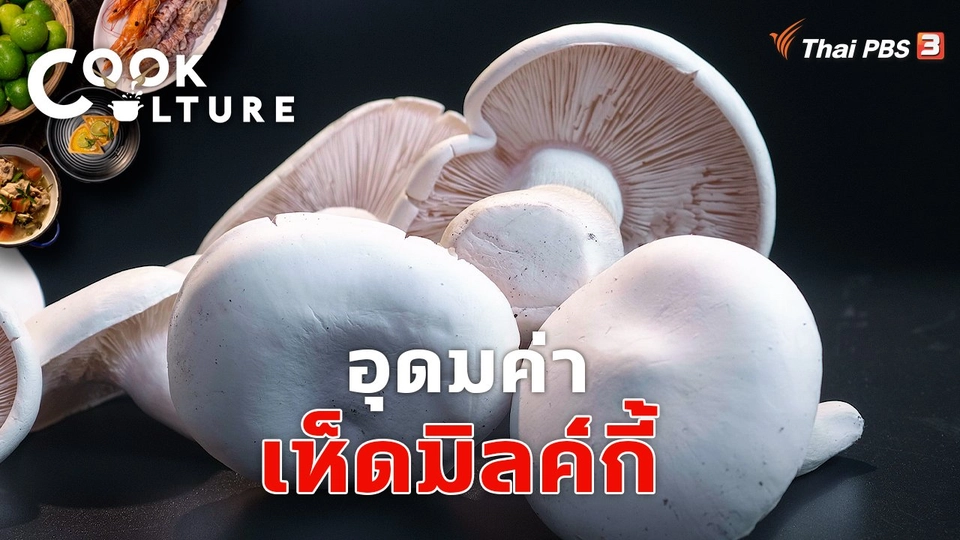 อุดมค่าเห็ดมิลค์กี้