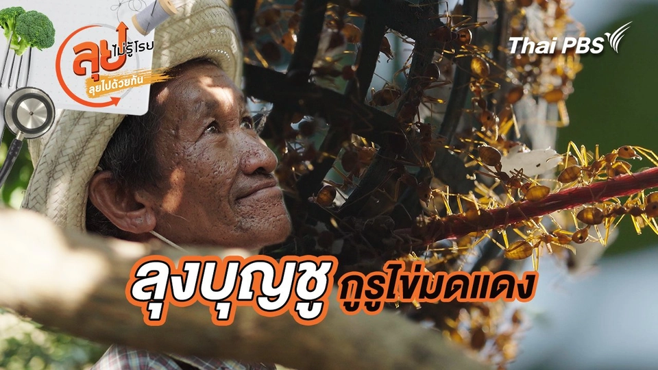 ลุงบุญชู กูรูไข่มดแดง