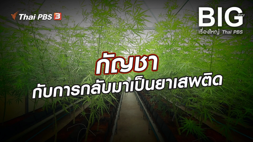 กัญชากับการกลับมาเป็นยาเสพติด