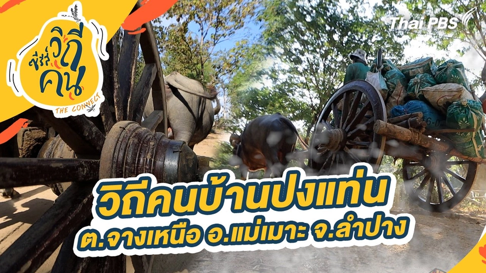 วิถีคนบ้านปงแท่น ต.จางเหนือ อ.แม่เมาะ จ.ลำปาง