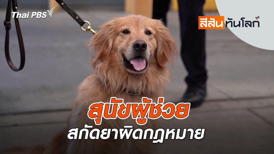 สุนัขผู้ช่วยสกัดยาผิดกฎหมาย | สีสันทันโลก | 20 ก.ค. 67