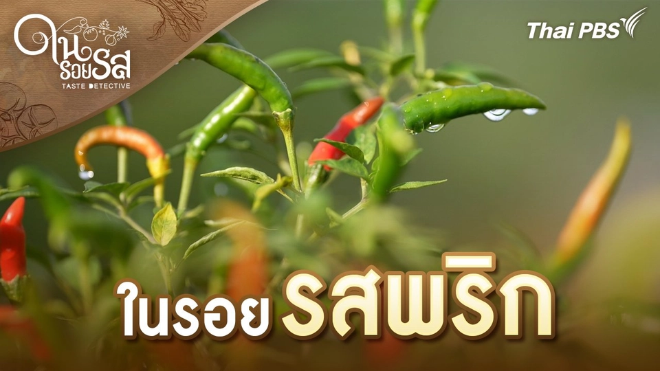 ในรอยรสพริก