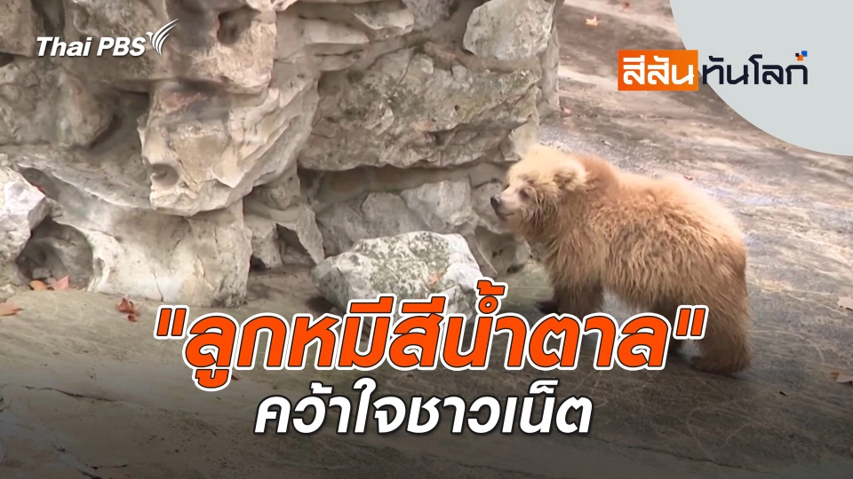 "ลูกหมีสีน้ำตาล" คว้าใจชาวเน็ต | สีสันทันโลก | 23 พ.ย. 67