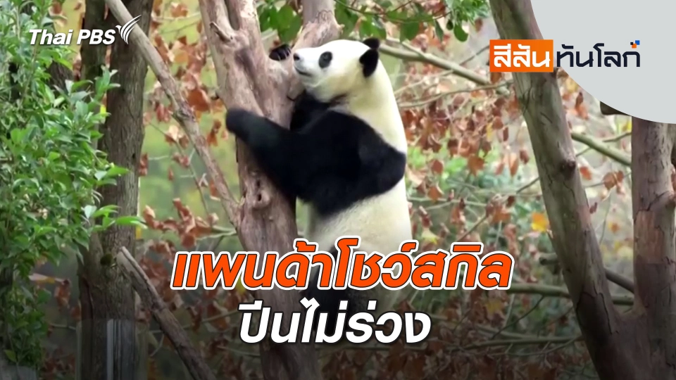 แพนด้าโชว์สกิลปีนไม่ร่วง | สีสันทันโลก | 21 ธ.ค. 67