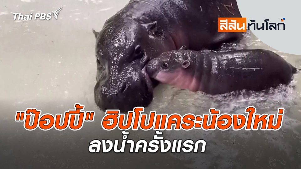 "ป๊อปปี้" ฮิปโปแคระน้องใหม่ลงน้ำครั้งแรก | สีสันทันโลก | 11 ม.ค. 68