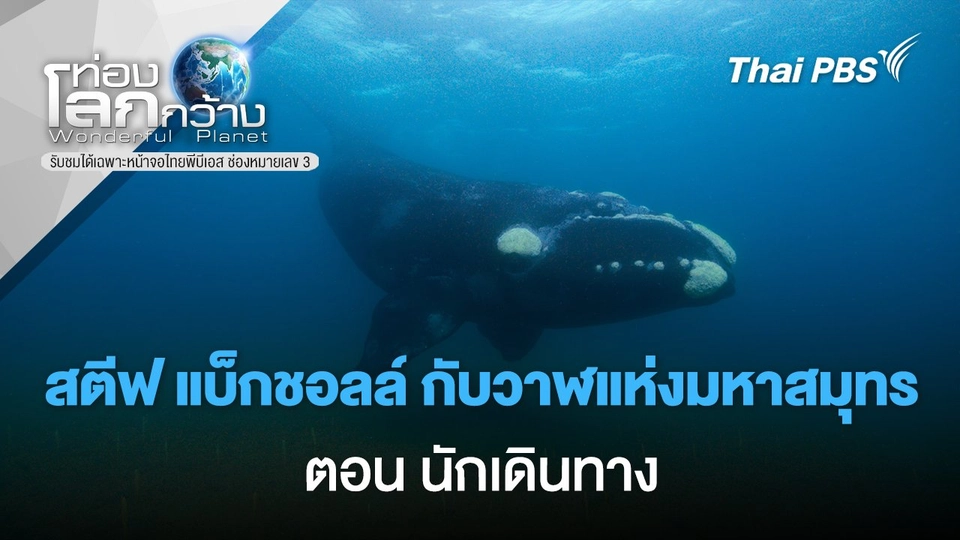 สตีฟ แบ็กชอลล์ กับวาฬแห่งมหาสมุทร ตอน นักเดินทาง
