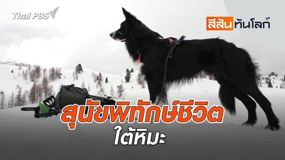 สุนัขพิทักษ์ชีวิตใต้หิมะ | 12 เม.ย. 68