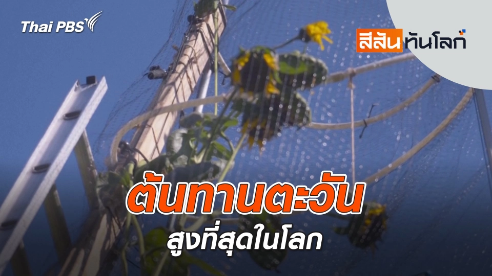 ต้นทานตะวันสูงที่สุดในโลก | 20 ก.ย. 68