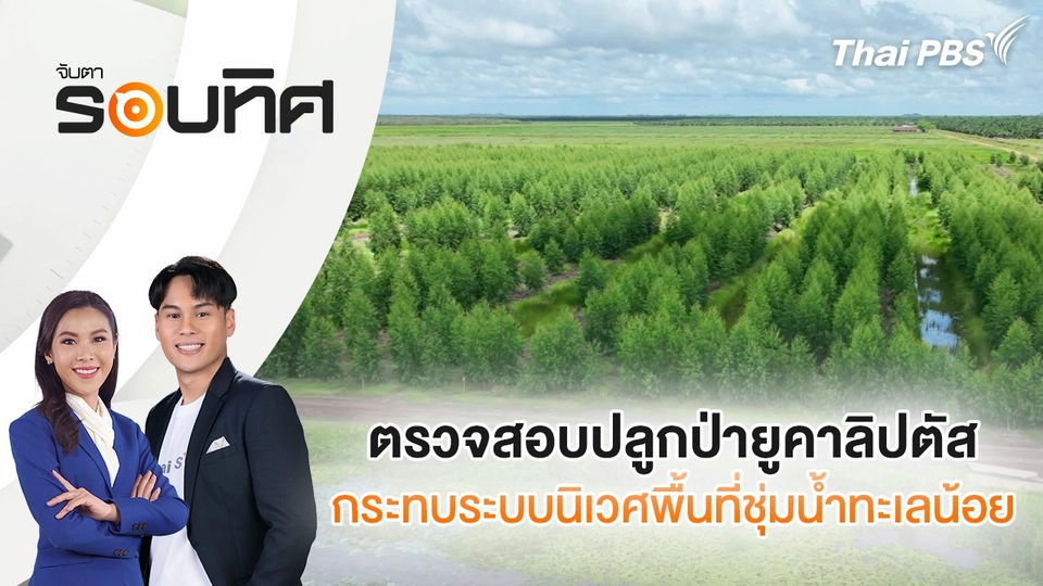 ตรวจสอบปลูกป่ายูคาลิปตัสกระทบระบบนิเวศพื้นที่ชุ่มน้ำทะเลน้อย | จับตารอบทิศ | 3 ก.ค. 68
