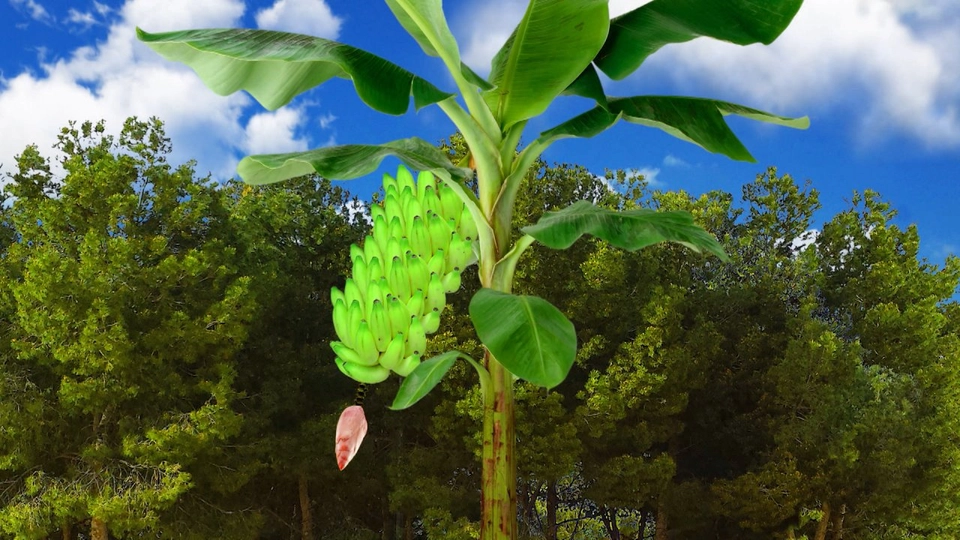 กล้วยมหาภัย