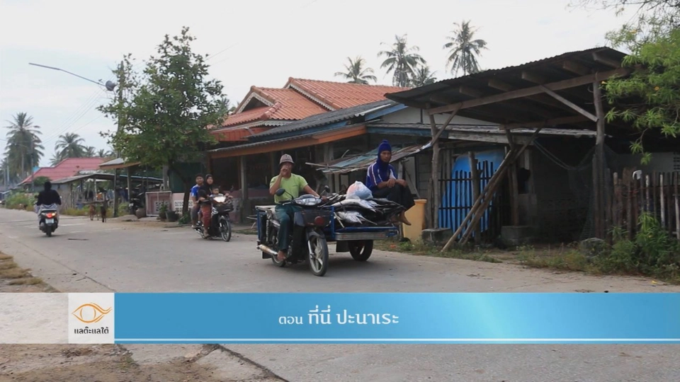 ที่นี่ ปะนาเระ