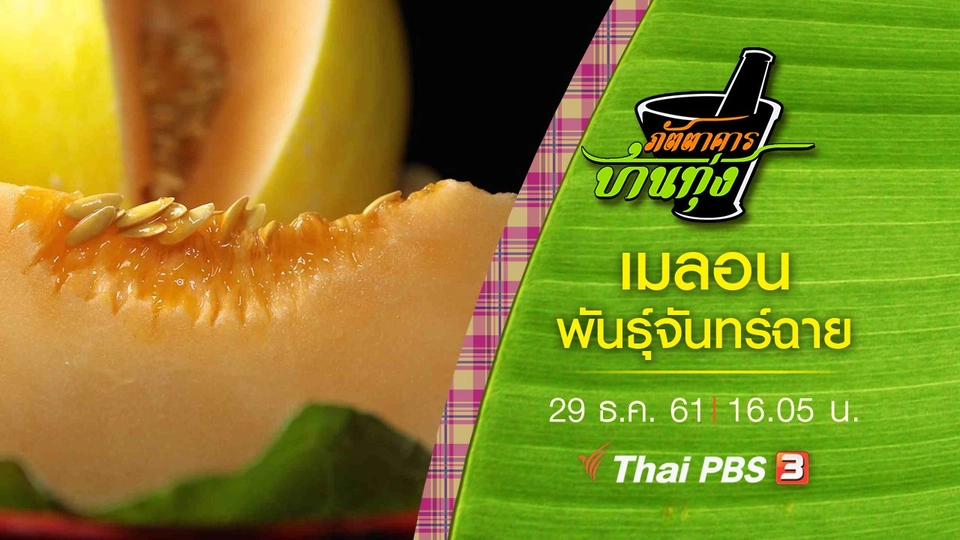 เมลอน พันธุ์จันทร์ฉาย