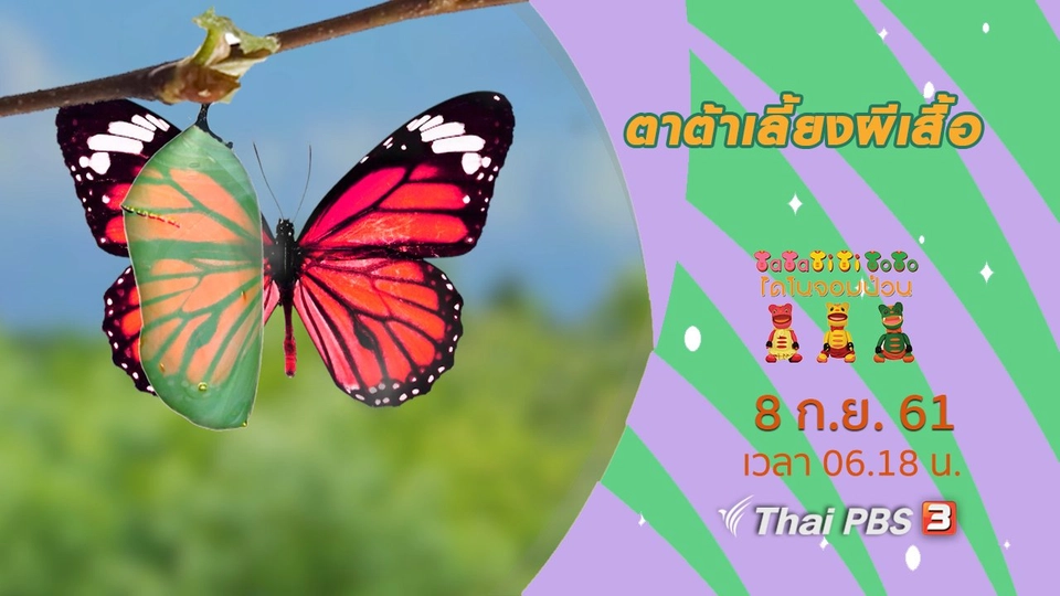 ตาต้าเลี้ยงผีเสื้อ