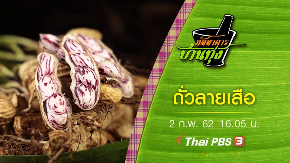 ถั่วลายเสือ