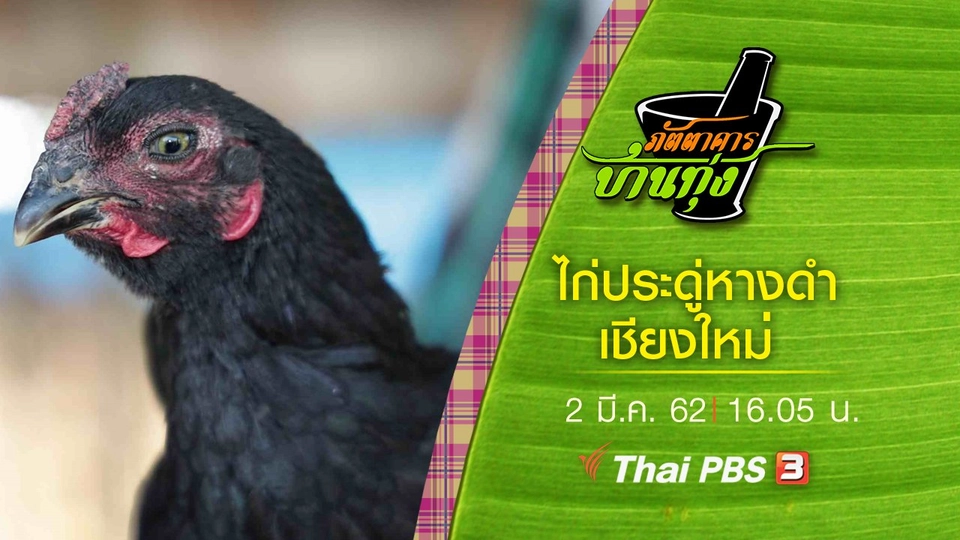 ไก่ประดู่หางดำเชียงใหม่