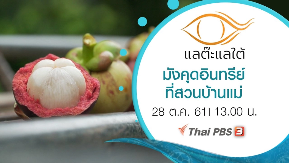 มังคุดอินทรีย์ที่สวนบ้านแม่