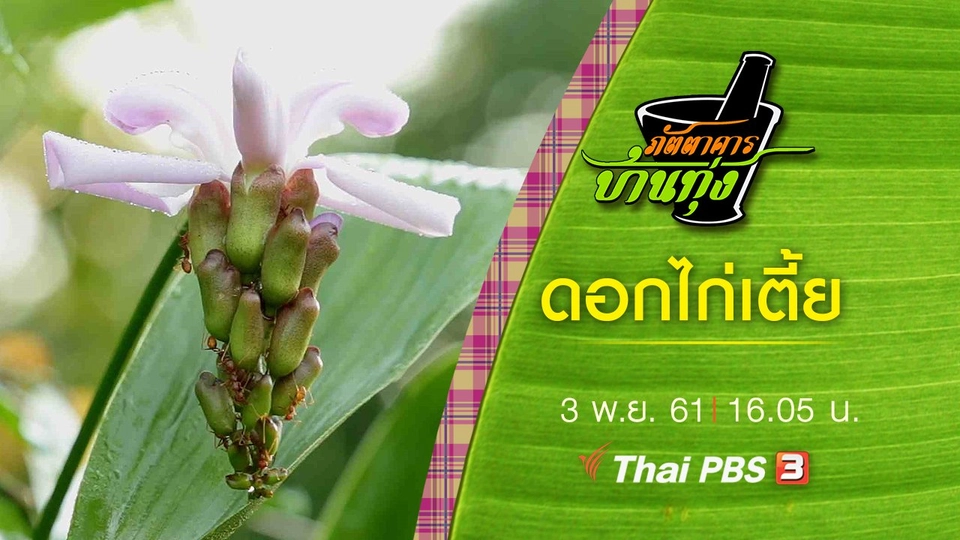 ดอกไก่เตี้ย