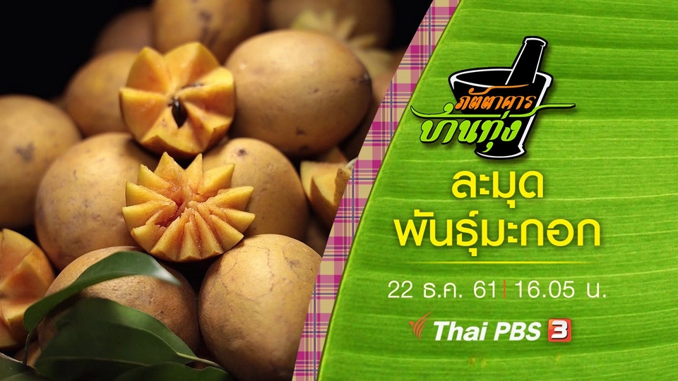 ละมุด พันธุ์มะกอก