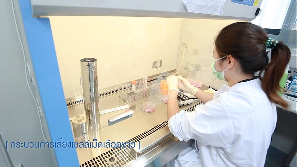 เม็ดเลือดขาวสู้มะเร็ง