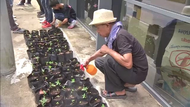 ปลูกดอกดาวเรืองอินทรีย์สานต่อแนวพระราชดำริพึ่งตนเอง