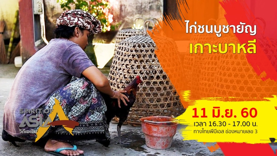 ไก่ชนบูชายัญเกาะบาหลี