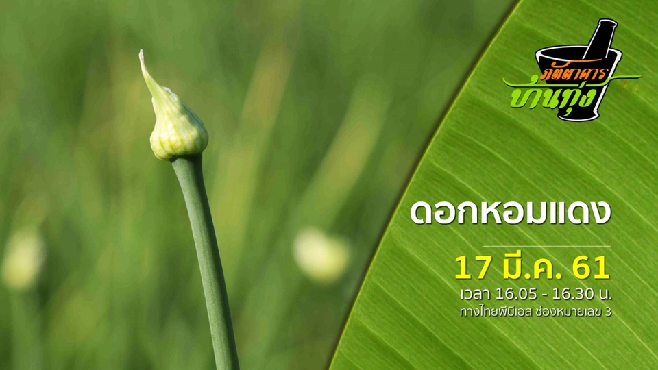 ดอกหอมแดง