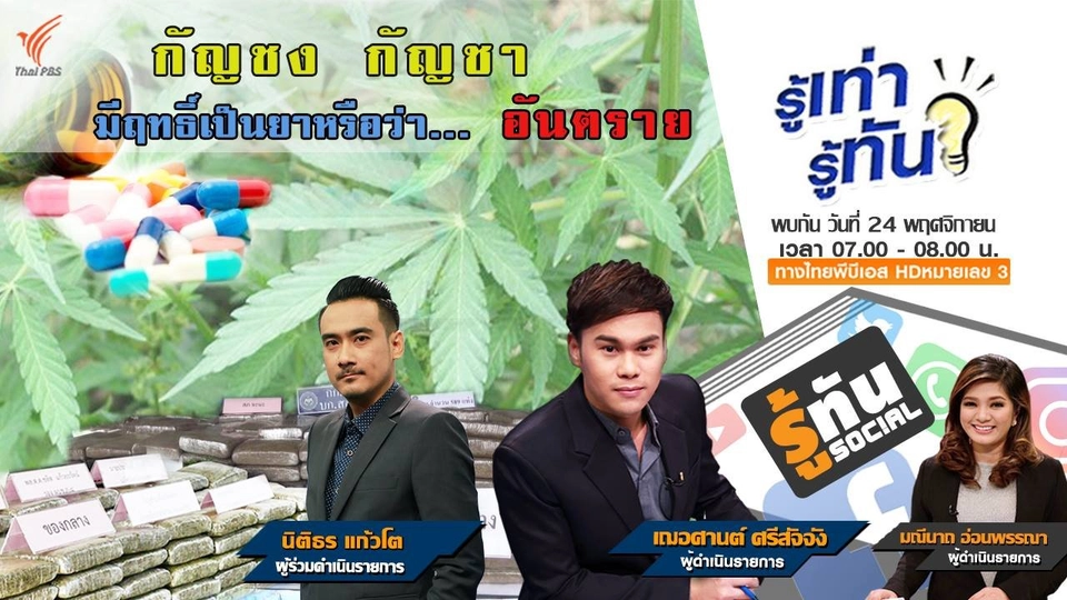 กัญชง กัญชา ฤทธิ์เป็นยาหรือว่า..อันตราย