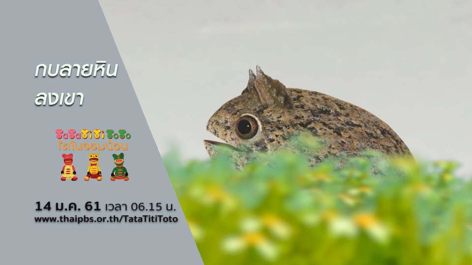 กบลายหินลงเขา