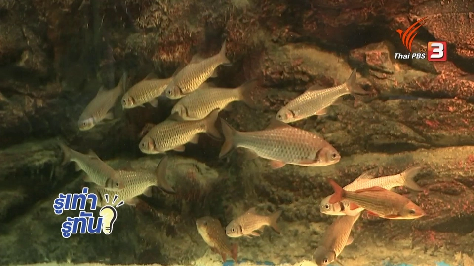 ทำบุญปล่อยสัตว์อย่างไรให้ถูกต้องและได้บุญ