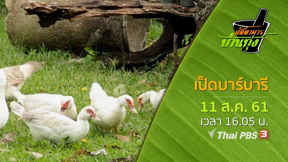 เป็ดบาร์บารี