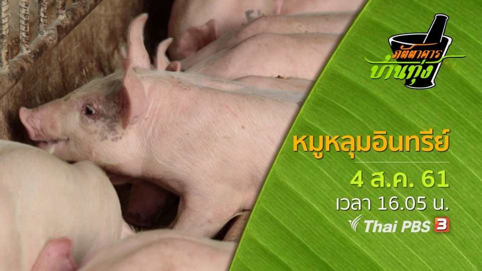 หมูหลุมอินทรีย์