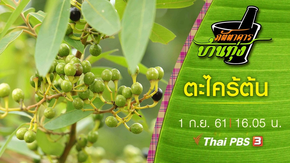 ตะไคร้ต้น