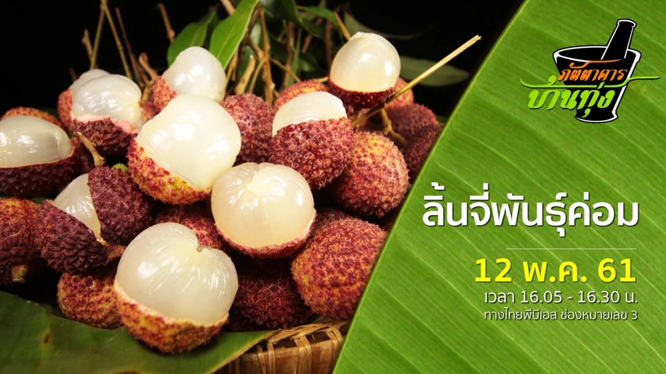 ลิ้นจี่พันธุ์ค่อม